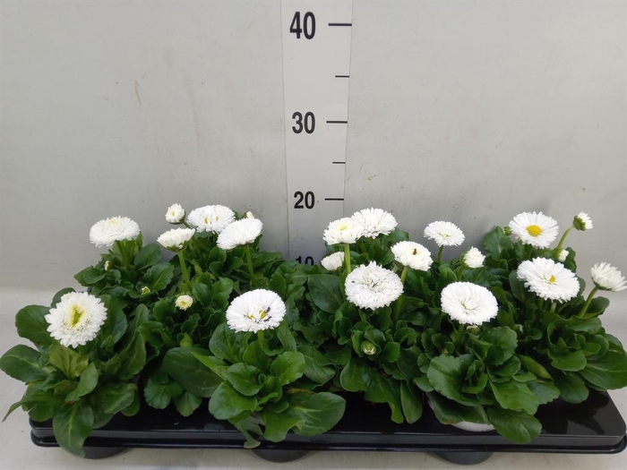 <h4>Bellis perennis 'Roggli White'</h4>