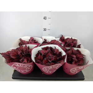 Begonia BD 'Kohala Red'