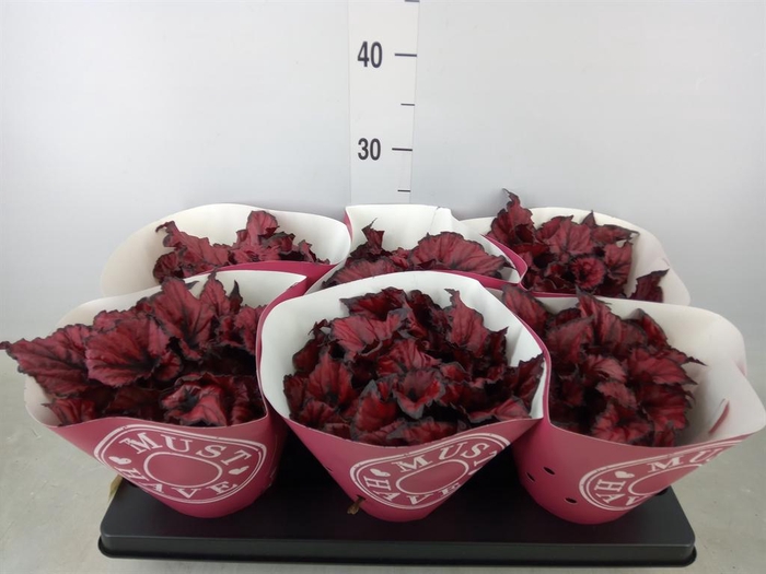 <h4>Begonia BD 'Kohala Red'</h4>