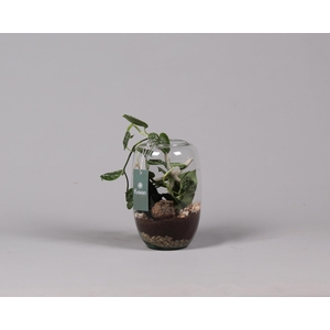 Green Bottle Isabella Small met Skindapsus