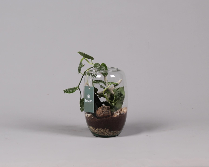 <h4>Green Bottle Isabella Small met Skindapsus</h4>