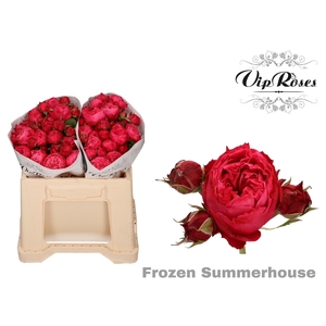 R TR FROZEN SUMMERH