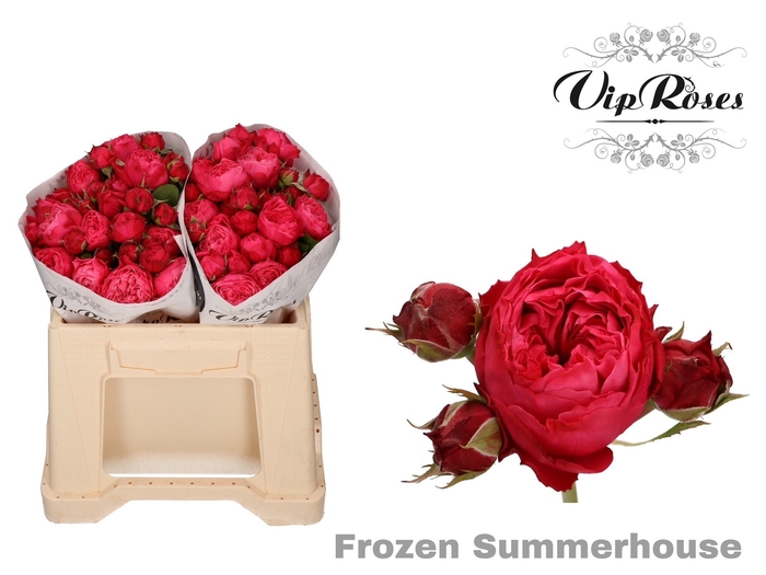 R TR FROZEN SUMMERH