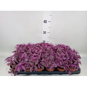 Tradescantia zebr. 'Pink Paradise'