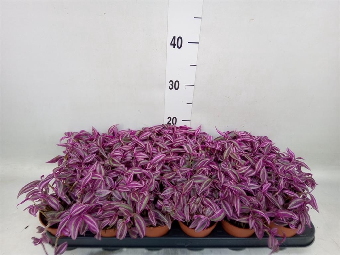 <h4>Tradescantia zebr. 'Pink Paradise'</h4>