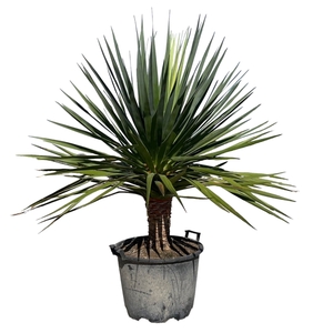 Dracaena Draco - 170cm