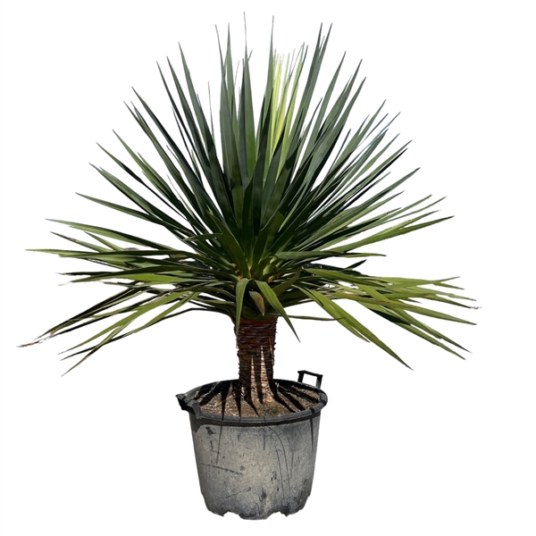 <h4>Dracaena Draco - 170cm</h4>