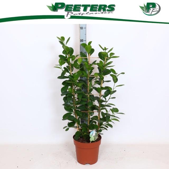 <h4>FIC MI MOCLAME</h4>