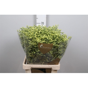 Limonium Sinense China Summer