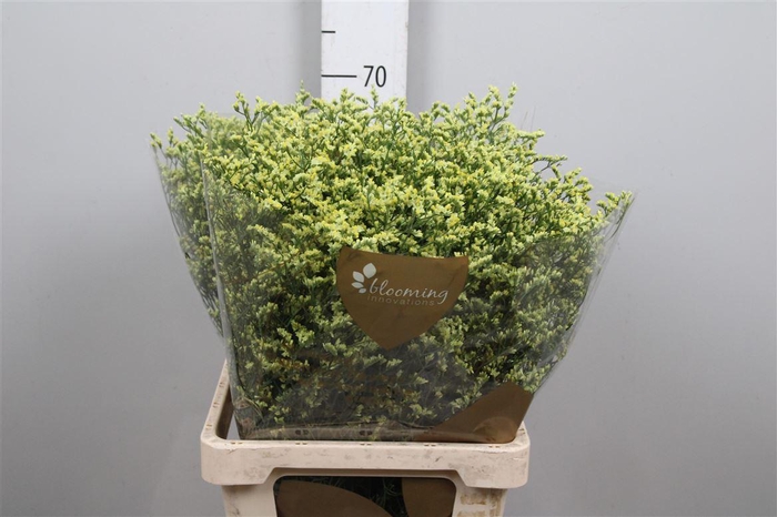 <h4>Limonium Sinense China Summer</h4>
