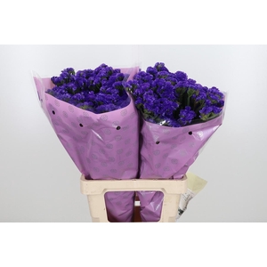 Limon Sin Navy Sun Birds