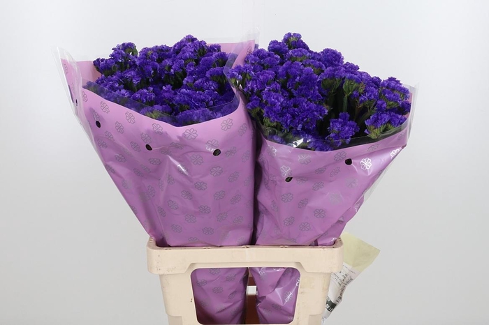 <h4>Limon Sin Navy Sun Birds</h4>