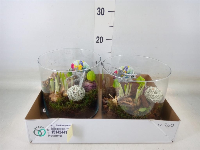 <h4>Arr.   Bol/Knolgewas L%</h4>