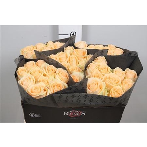 R Gr Avalanche Peach