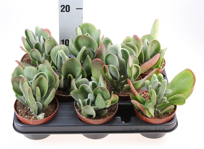 <h4>Kalanchoe NF   ...</h4>