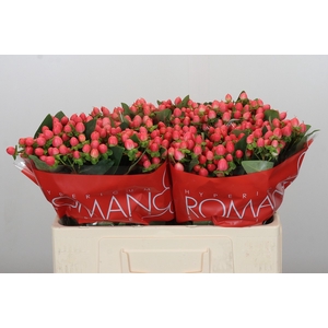 Hypericum Sweet Romance