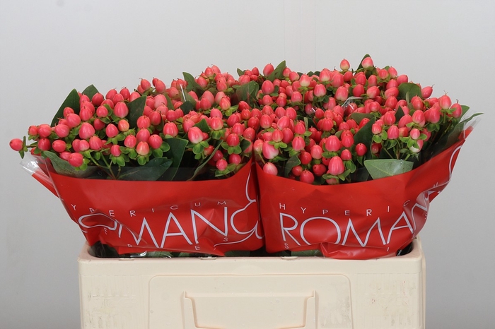 Hypericum Sweet Romance