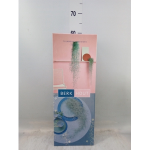 Tillandsia usneoides