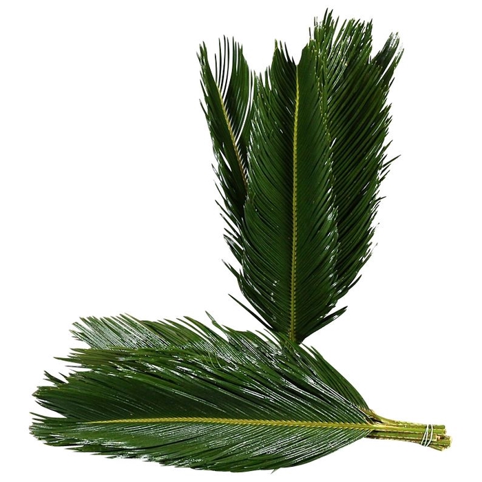 <h4>Cycas</h4>