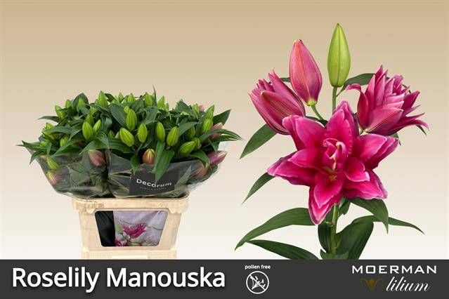 <h4>LI OR DU RL MANOUSKA</h4>
