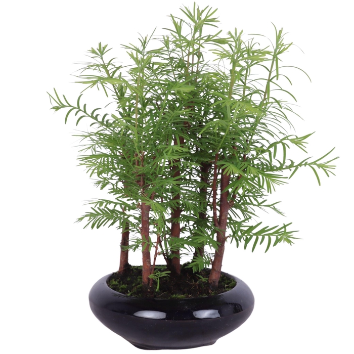 <h4>Outdoor Bonsai Metasequoia Forest ø16cm flat round pot</h4>