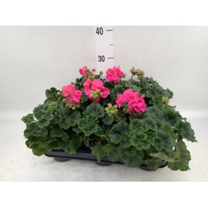 Pelargonium zona.   ...F1