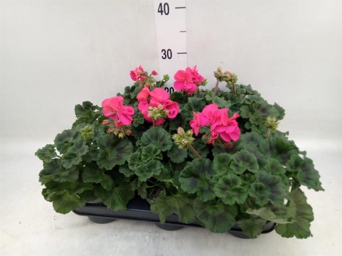 <h4>Pelargonium zona.   ...F1</h4>