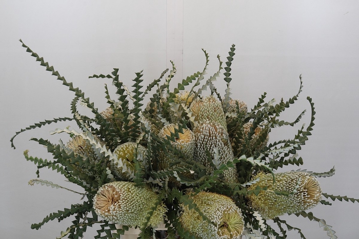 Banksia Speciosa