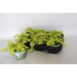 Lysemachia nummularia Goldilock