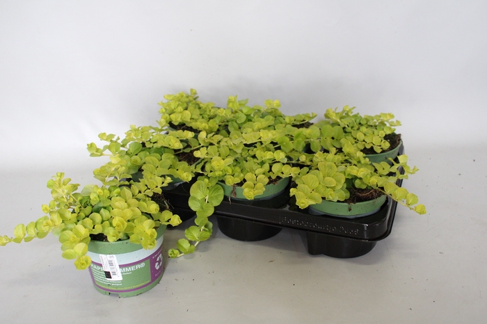 <h4>Lysemachia nummularia Goldilock</h4>