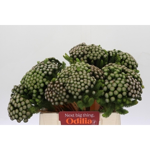 Kaaps Groen Albiflora