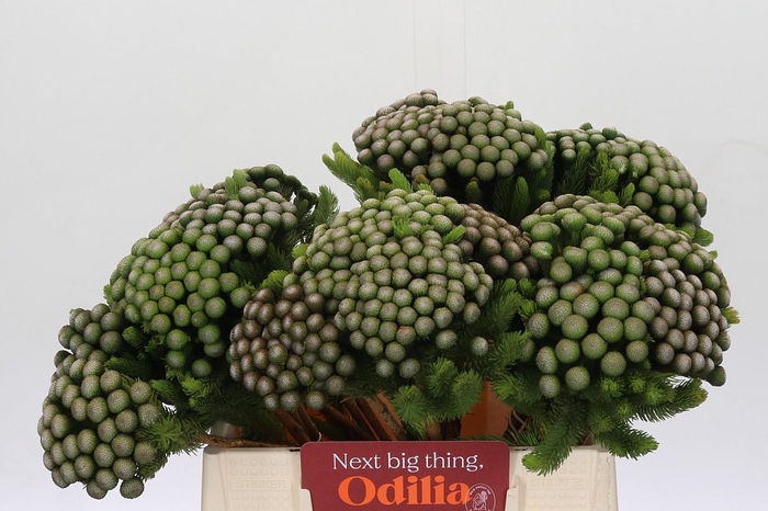 <h4>Kaaps Groen Albiflora</h4>