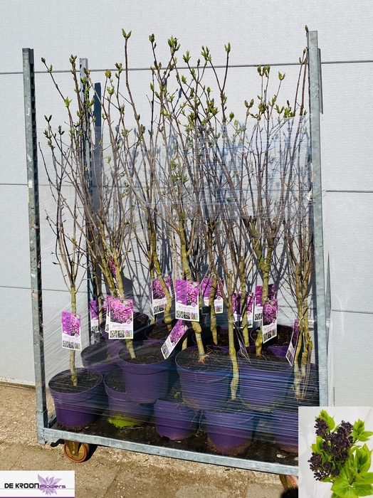 <h4>SYRI VULGARIS</h4>