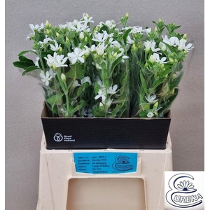 OXY CO  ALBA