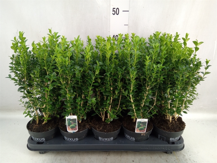 Buxus semp.   ...