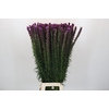 Liatris Spicata