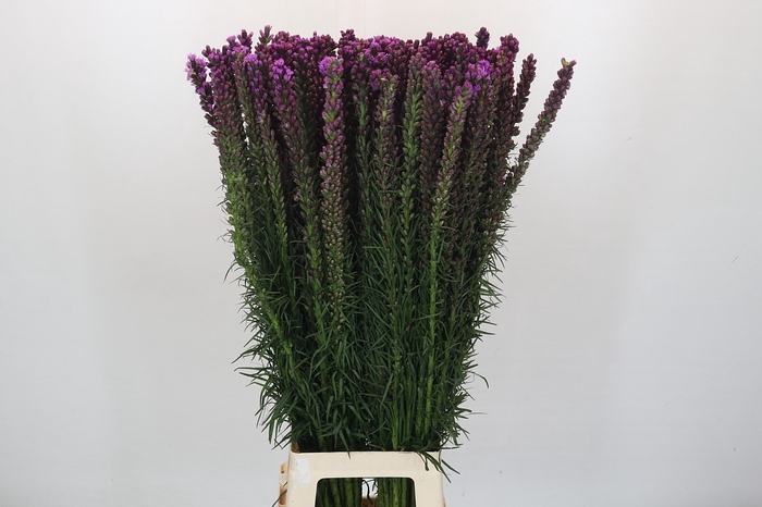 <h4>Liatris Spicata</h4>