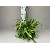 Rhipsalis