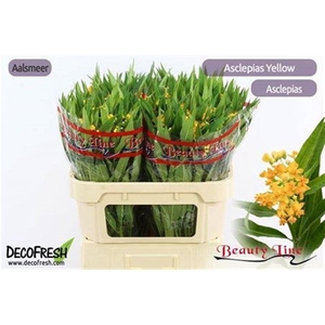 Ascl Incarnata Yellow