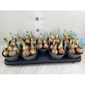 Narcissus TR 'Gold Medal'