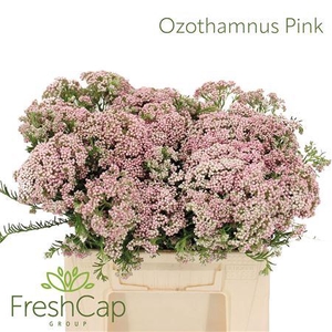 Ozothamnus Pink