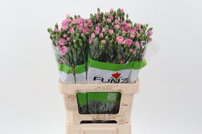 <h4>Di Tr Mocca Sweet  x20</h4>