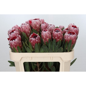 Protea Pink Ice