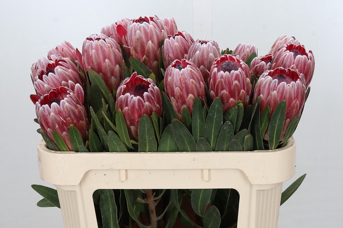 <h4>Protea Pink Ice</h4>