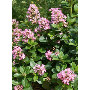Escallonia overig