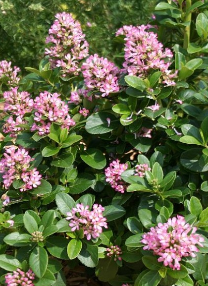 <h4>Escallonia overig</h4>