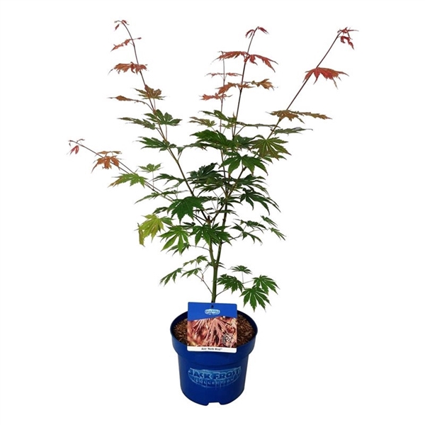 <h4>Acer North Wind ®</h4>