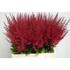 Astilbe Paul Gäarder