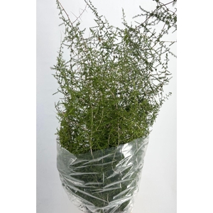 ASPARAGUS SETACEUS WILDE x25