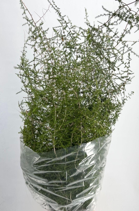 <h4>ASPARAGUS SETACEUS WILDE x25</h4>